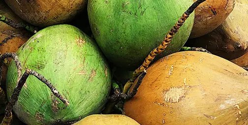 A close-up of a pile of coconuts with varying shades of green and brown, showcasing their rough textures and long, curly stems. The arrangement suggests a natural, unprocessed feel, evoking a sense of freshness.