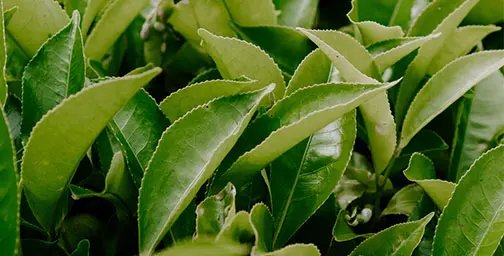 Lush green matcha leaves fill the image, showcasing various shades of vibrant green. The leaves have smooth edges and a glossy texture, suggesting freshness and vitality.