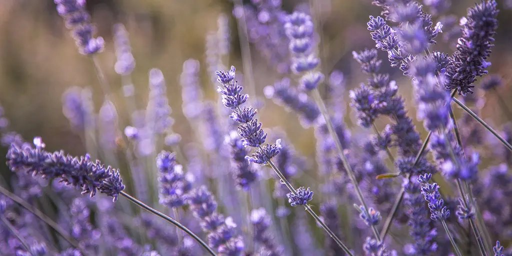 Vibrant lavender flowers in various shades of purple sway gently against a soft, blurred background. The image conveys a peaceful, serene atmosphere, inviting viewers to appreciate the beauty of nature.