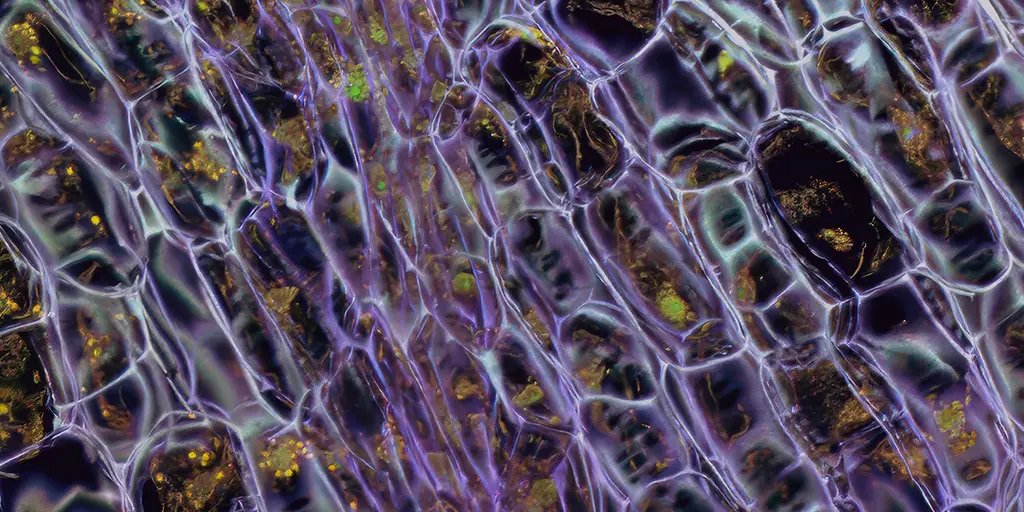 A close-up view of organic structures with interconnected, translucent, purple lines against a dark background. Tiny vibrant specks of green and golden hues are visible, creating a sense of depth and complexity.