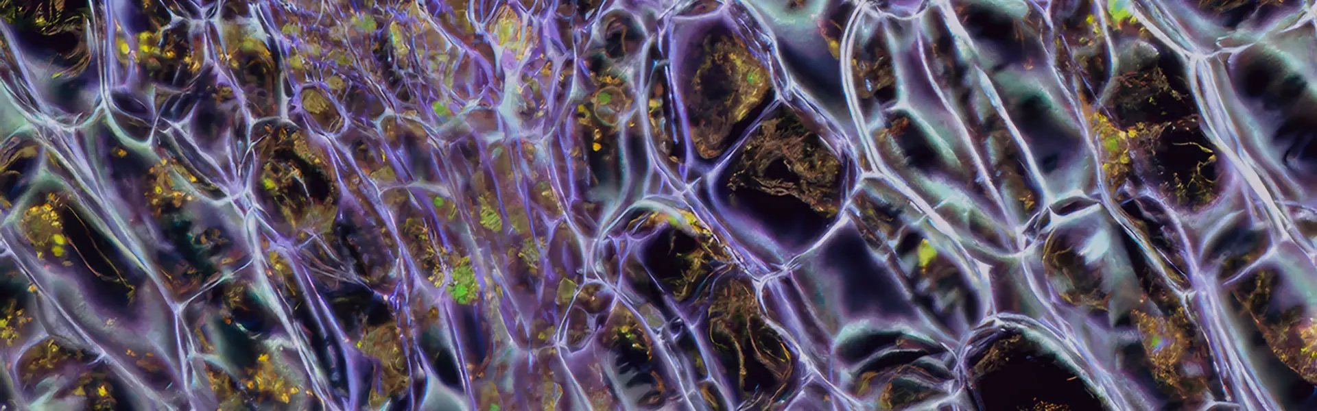 A close-up view of a textured surface featuring interconnected cells with purple and green hues. The pattern creates a vibrant and abstract appearance, resembling a biological structure.
