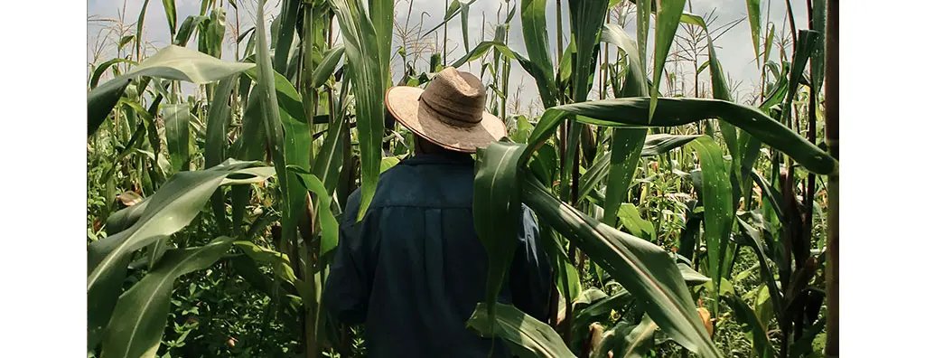 A person wearing a wide-brimmed straw hat walks through a lush cornfield, surrounded by tall green stalks under a bright blue sky with scattered clouds. The scene conveys a sense of growth and agricultural sustainability.