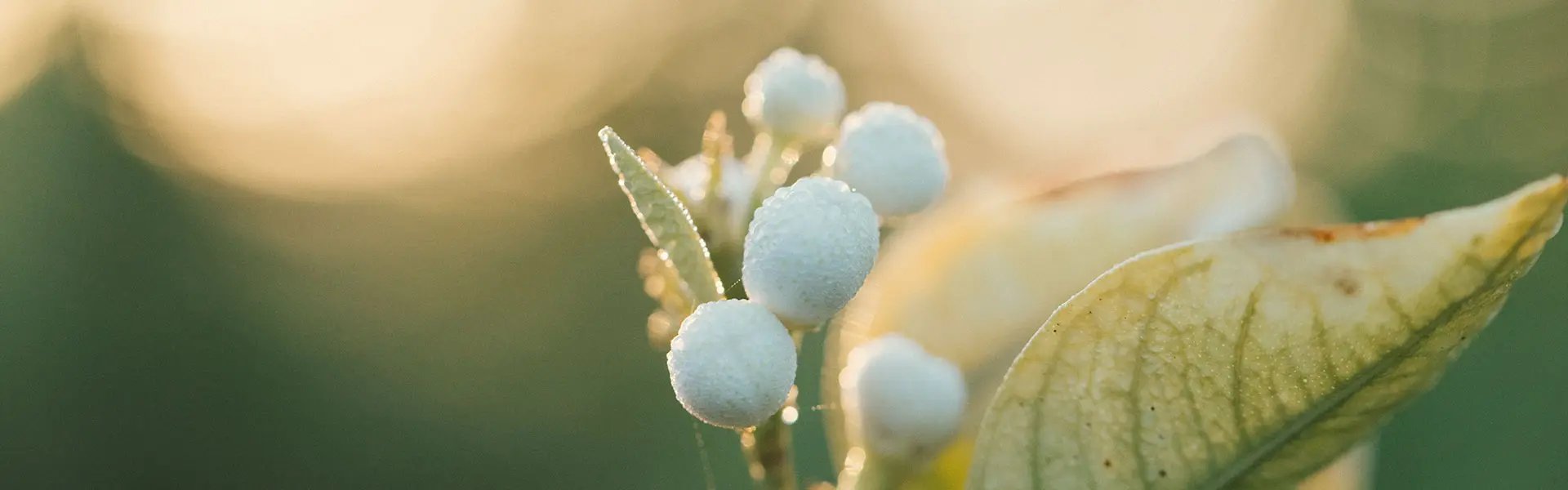 Droplets of water glisten on small white neroli buds surrounded by green leaves, illuminated by soft, warm sunlight, creating a serene, fresh atmosphere.