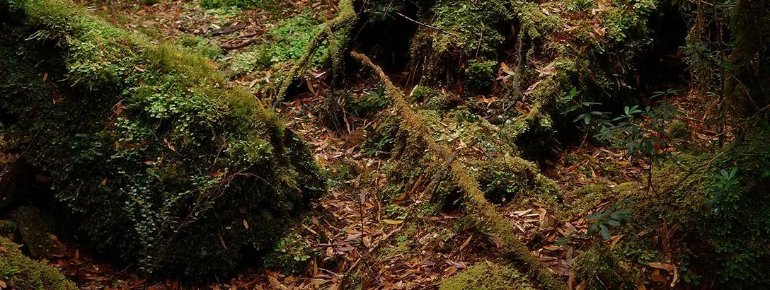 Lush green moss covers tree roots and rocks in a dense forest setting, with a rich variety of foliage and fallen leaves scattered across the ground. The overall mood is tranquil and earthy.