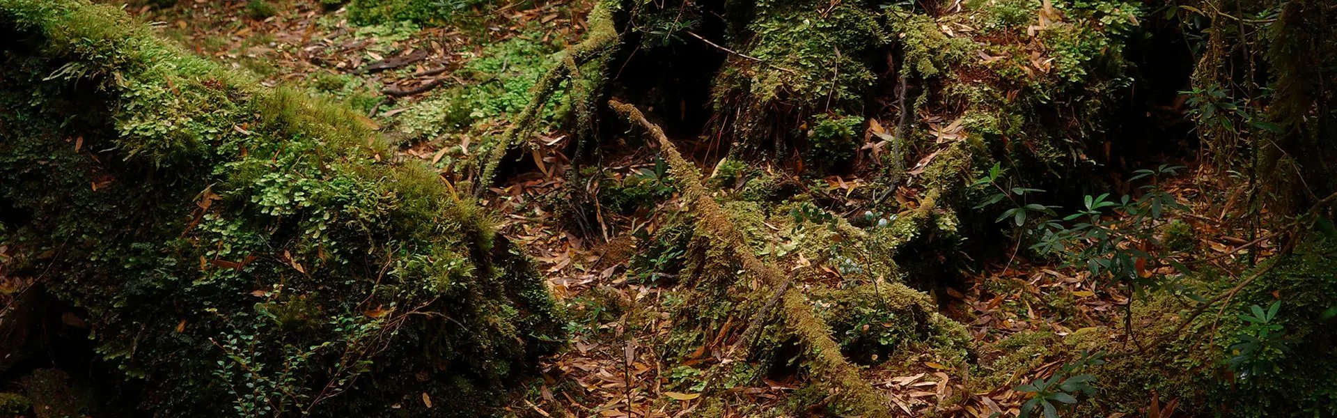 Lush green moss covers tree roots and rocks in a dense forest setting, with a rich variety of foliage and fallen leaves scattered across the ground. The overall mood is tranquil and earthy.