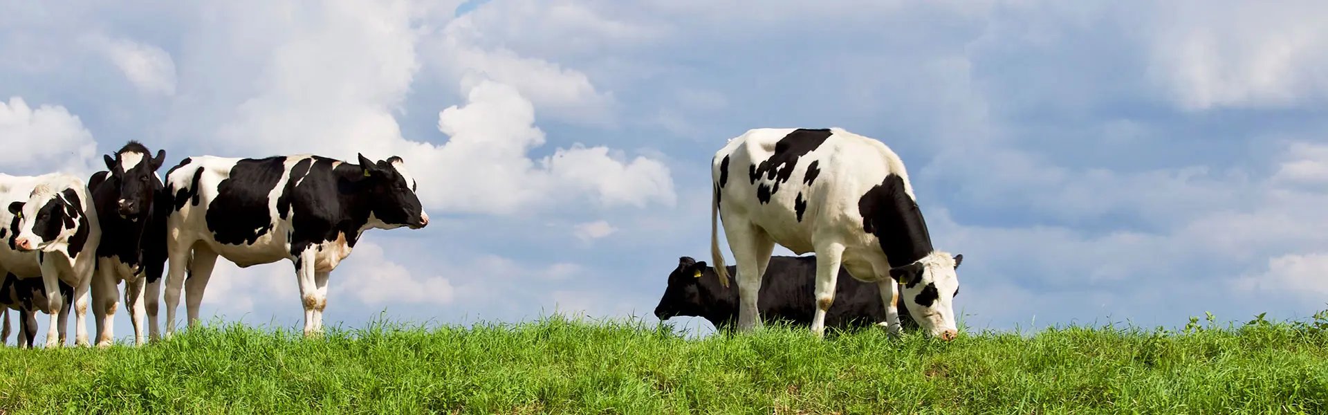 Black and white cows stand by a lush green bank, grazing on grass under a bright blue sky with fluffy white clouds. A peaceful, rural scene.