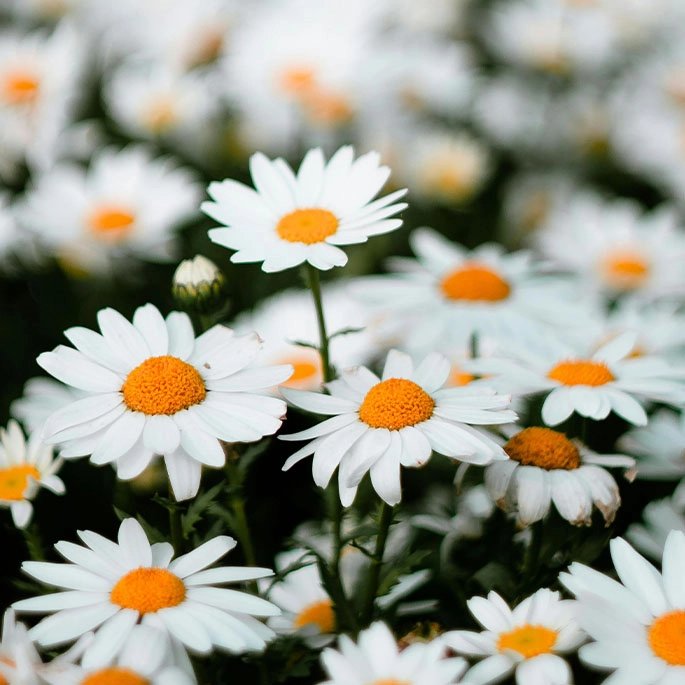 Chamomile