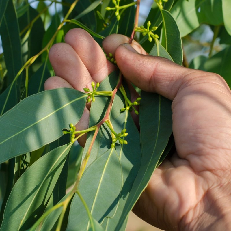 Close-up of hands gently holding a leafy eucalyptus branch with small green flower buds, highlighting plant details in bright sunlight.