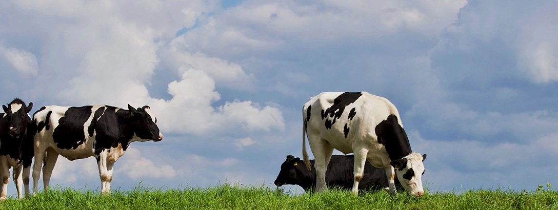 Black and white cows stand by a lush green bank, grazing on grass under a bright blue sky with fluffy white clouds. A peaceful, rural scene.