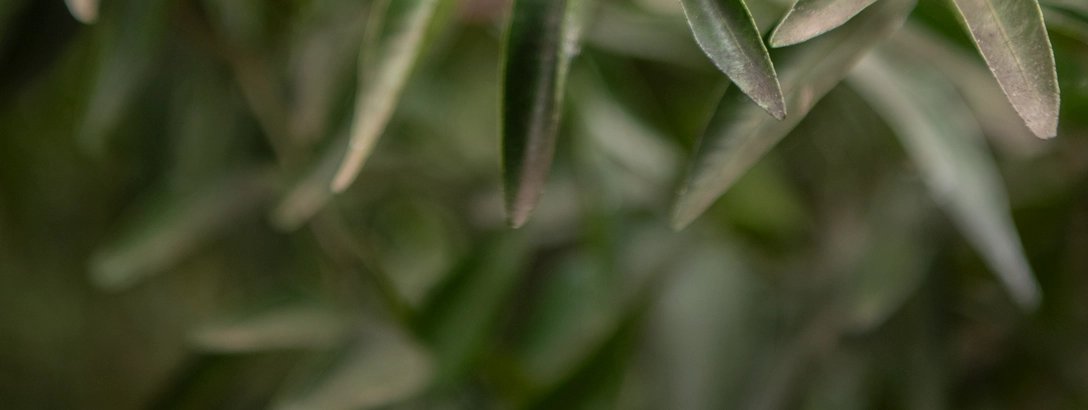 Close-up of slender silver-green olive leaves overlapping against softly blurred dark foliage, creating a quiet, natural, serene atmosphere.
