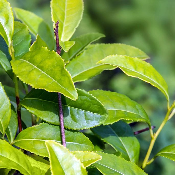 Matcha leaves