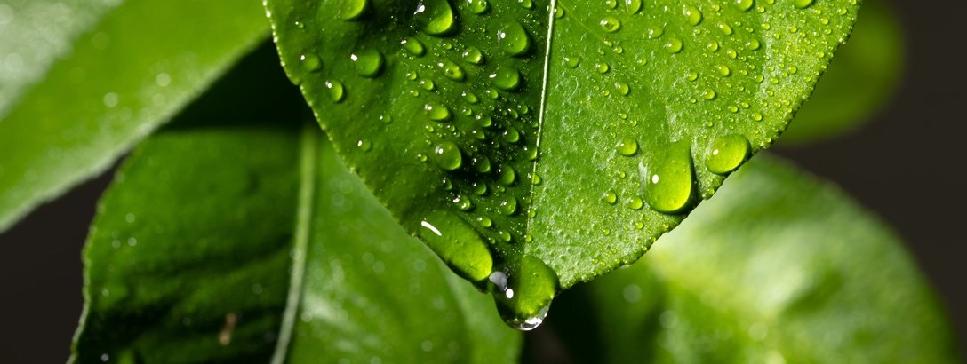 Close-up of a vibrant green leaf covered in raindrops, with a large droplet hanging from its tip, evoking freshness and tranquility.