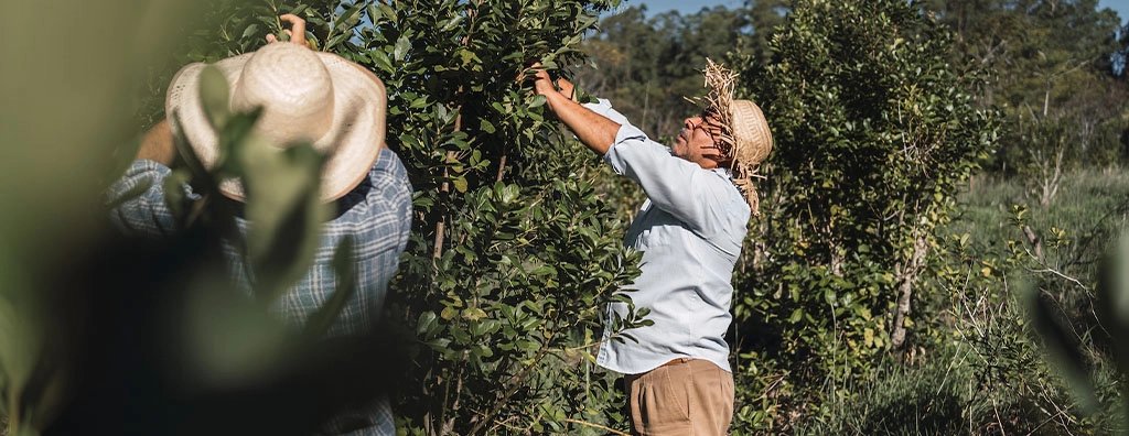 Two people harvest fruit from a lush garden hedge in bright sunshine; one reaches into the branches while the other gathers nearby, creating a calm, rural scene.