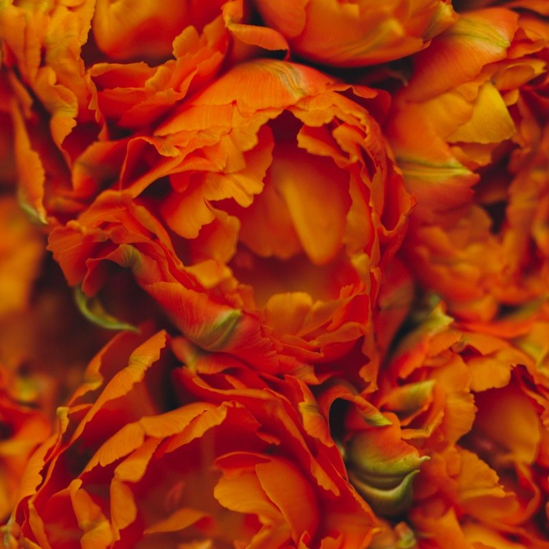 Close-up of vivid orange and red ruffled flowers, their layered petals filling the frame with a warm, dramatic, richly textured floral mood.