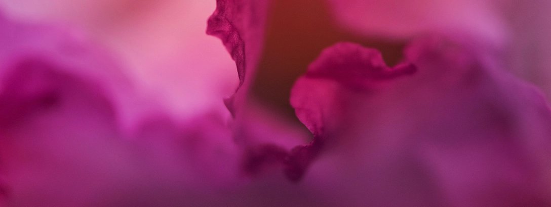Extreme close-up of vivid magenta flower petals, their soft, ruffled edges fading into a pink blur; the dreamy composition feels intimate and serene.