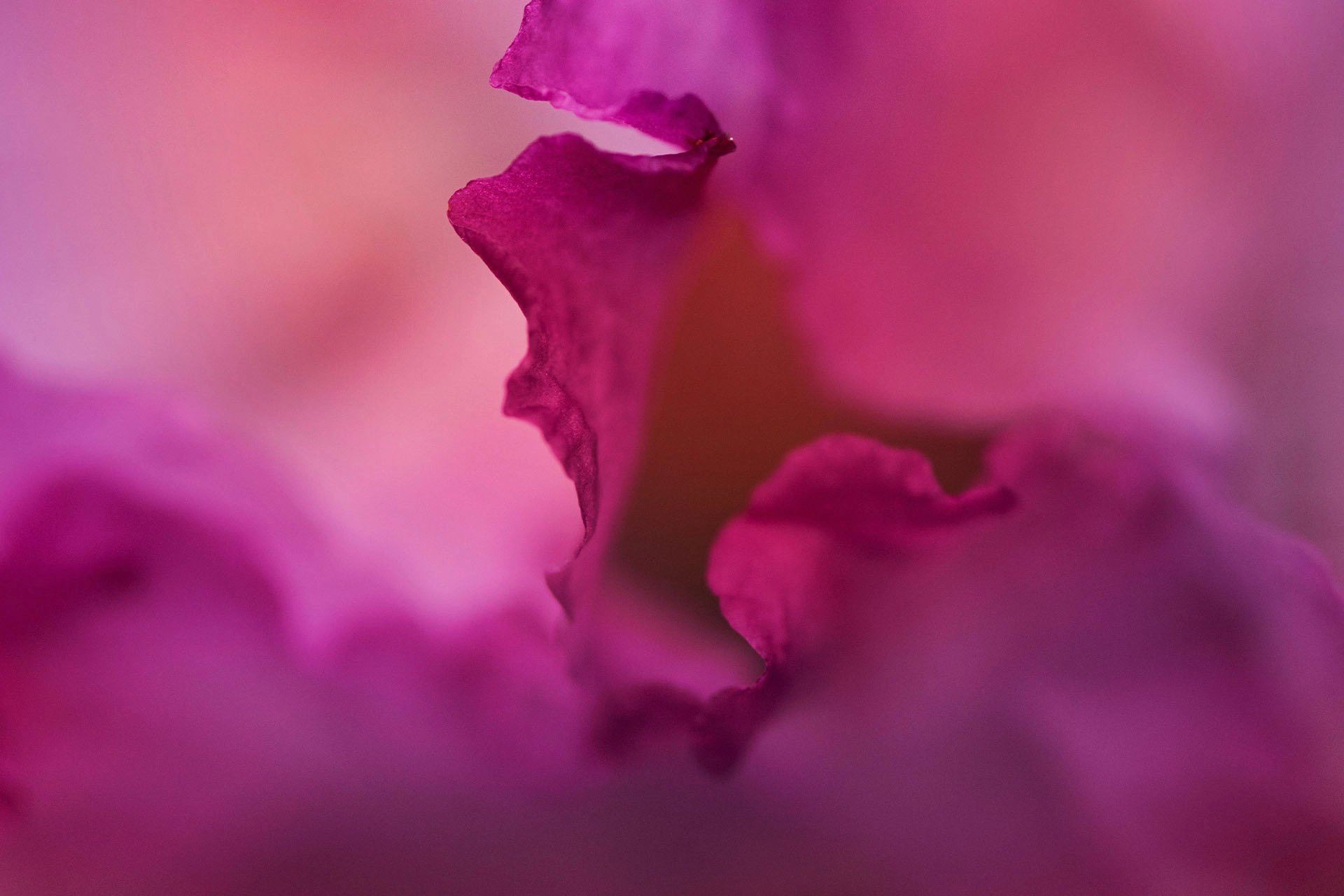 Extreme close-up of layered magenta flower petals with soft, ruffled edges against a blurred pink background, creating a dreamy, intimate mood.