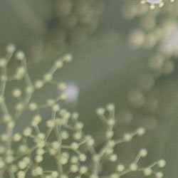 givaudan logo