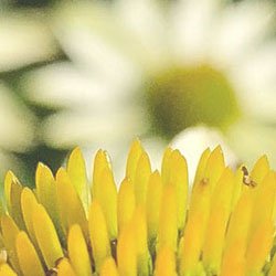 givaudan logo