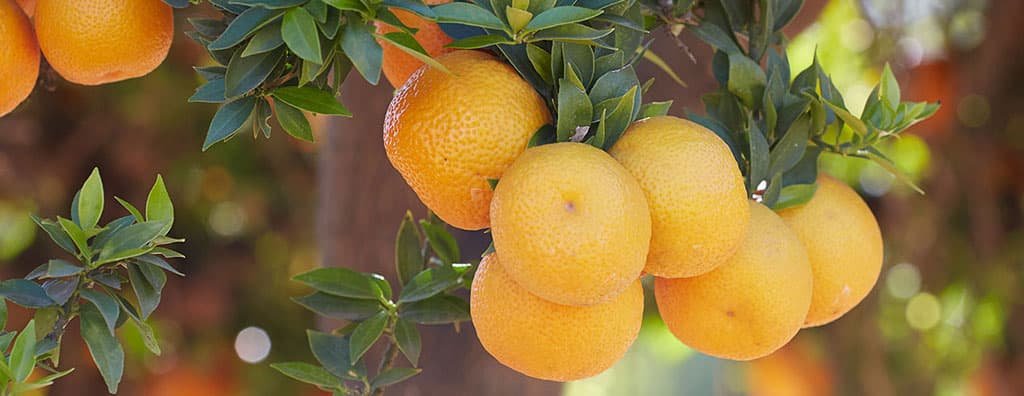 Natural citrus flavours to excite the senses