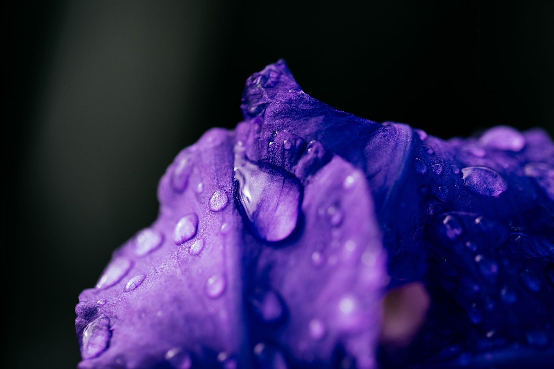 Detail of an iris flower