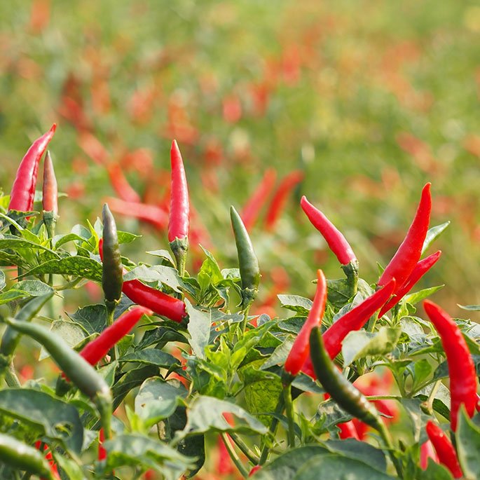 Chilli in India  