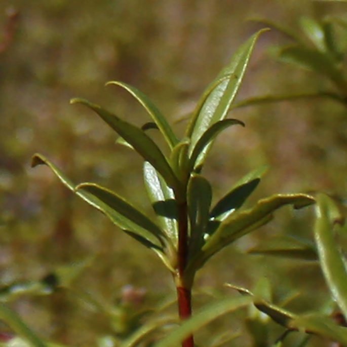 Cistus in Spain 