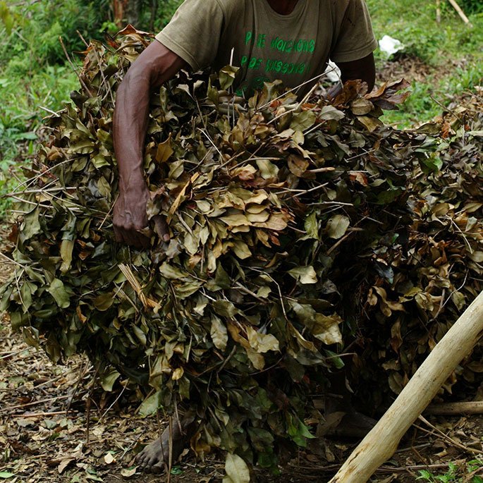 Clove in Madagascar