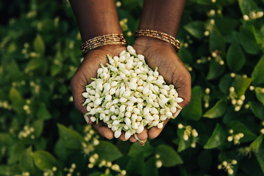 Jasmine harvest in India