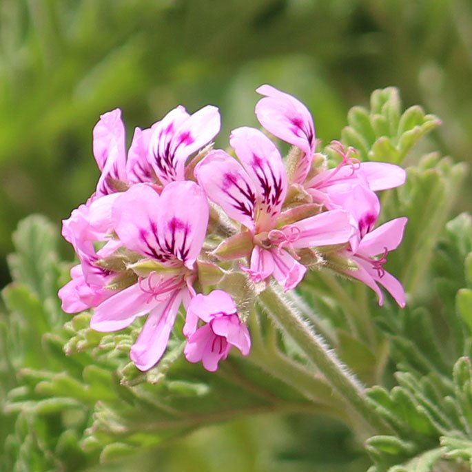 Geranium in Egypt