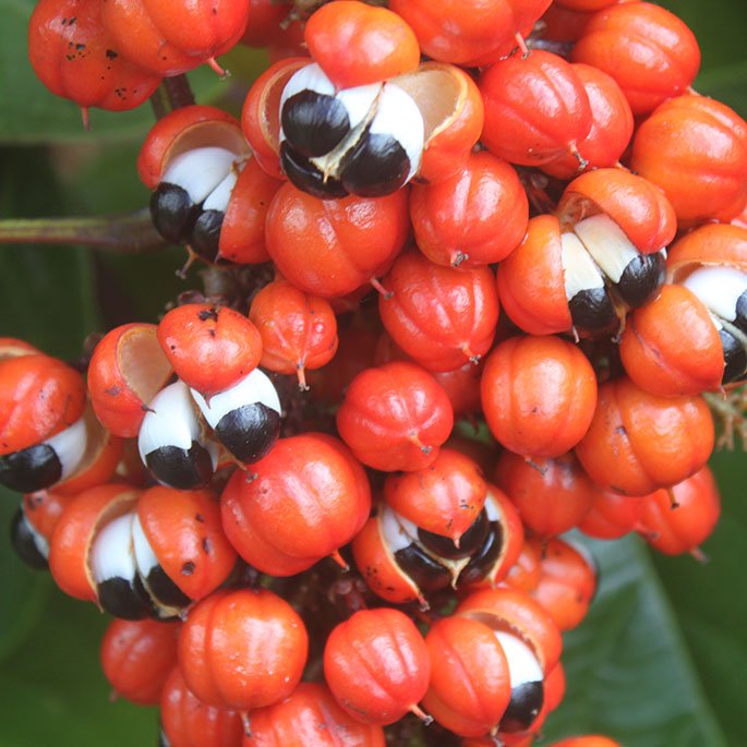 Guarana in Brazil 