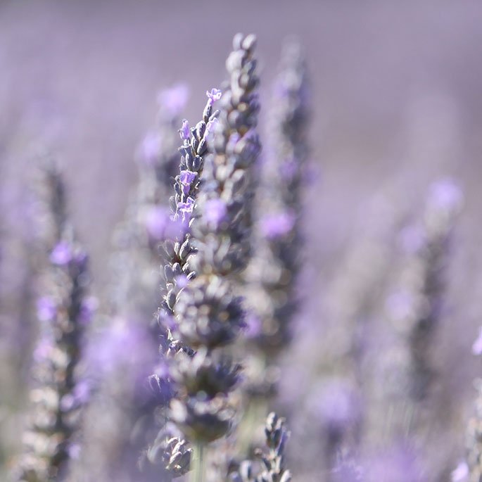 Lavender in France 