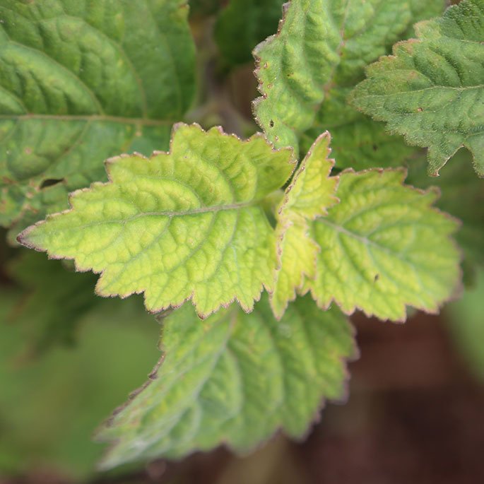 Patchouli in Indonesia