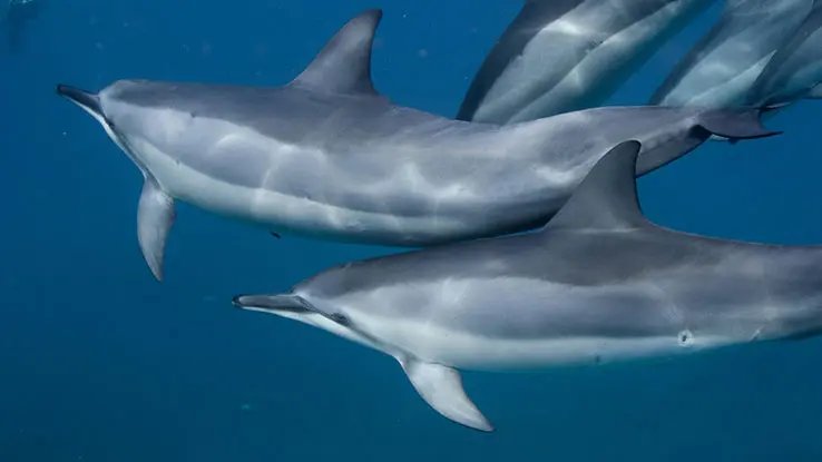 A couple of dolphins in the ocean