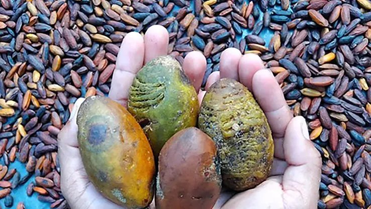 Four colourful tonka beans are held in hands above a bed of tonka beans. 