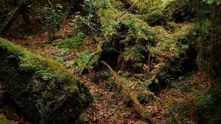 Moss-covered trees and roots create a lush forest floor, with various shades of green.