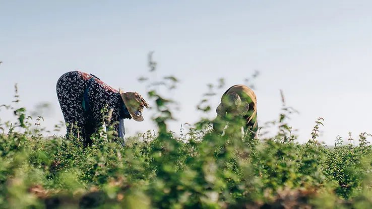 Two people in wide-brimmed straw hats bend down in a lush green field, harvesting mint. 