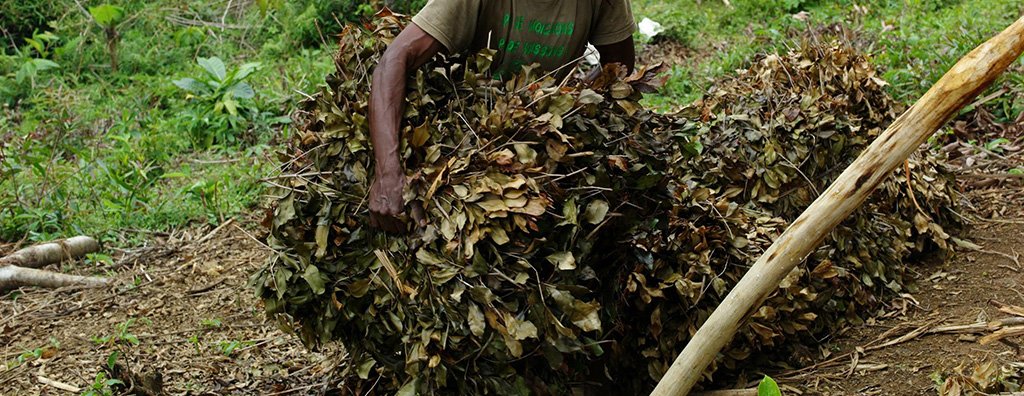 Clove leaf transport