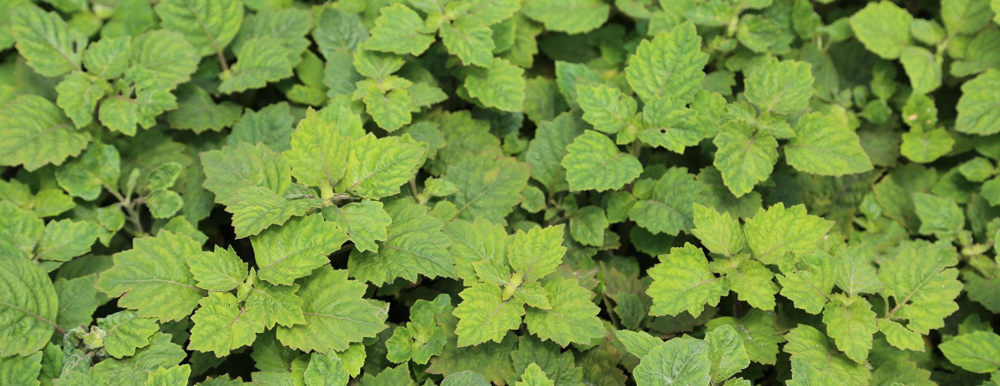 Indonesia patchouli