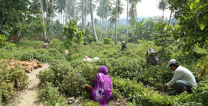 Patchouli farmers in Sulawesi, Indonesia