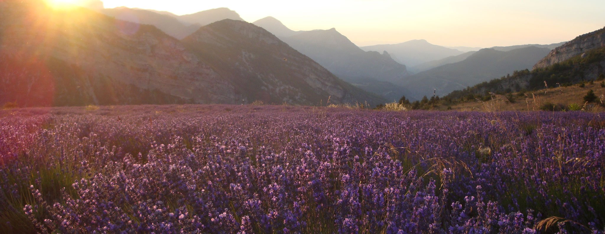 Sun on lavender field