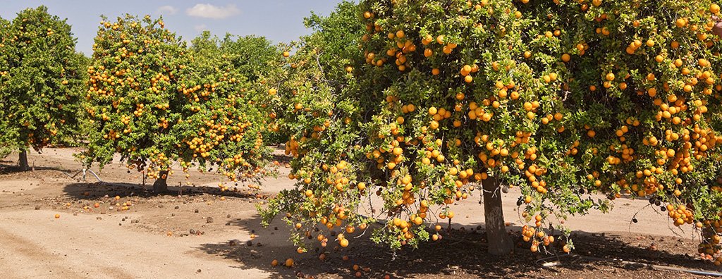 TasteTrek Citrus