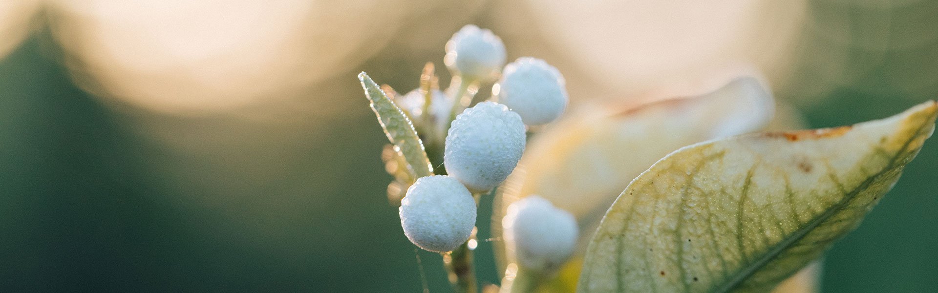 Neroli buds