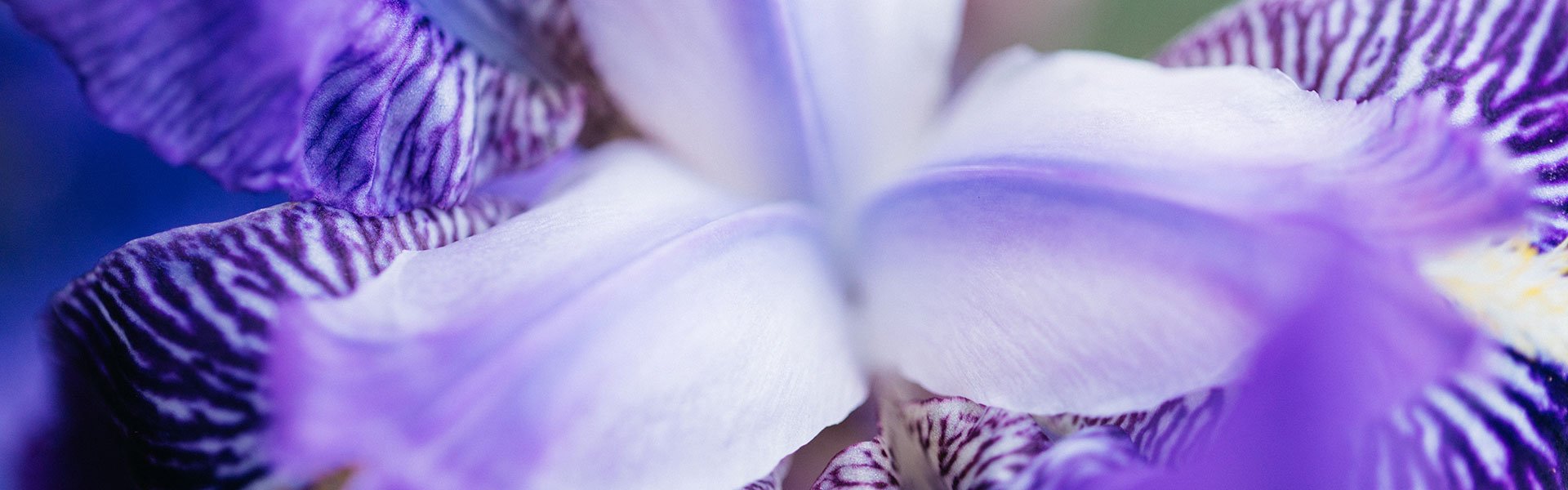 Iris flower