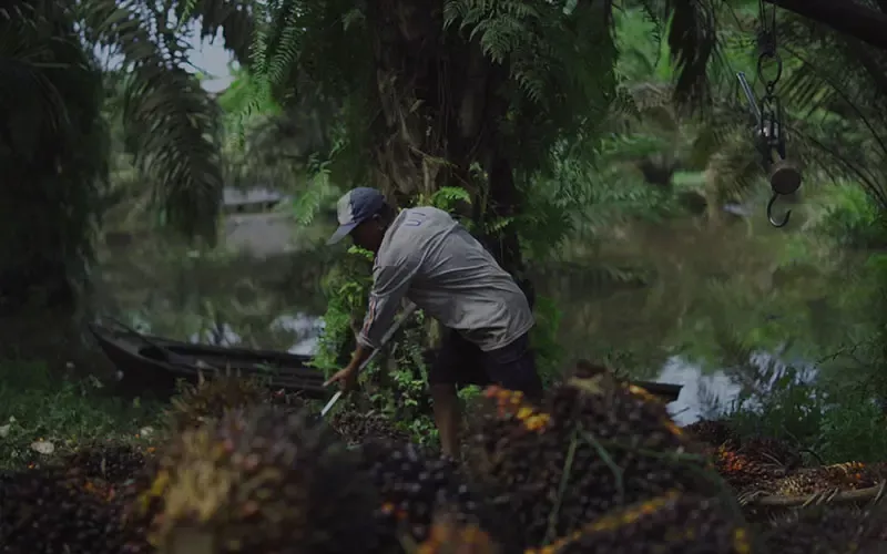 Palm harvest