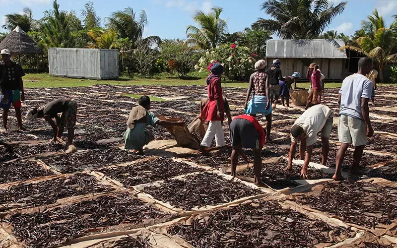 Drying of vanilla beans