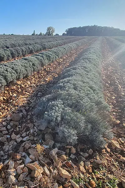 Lavender field