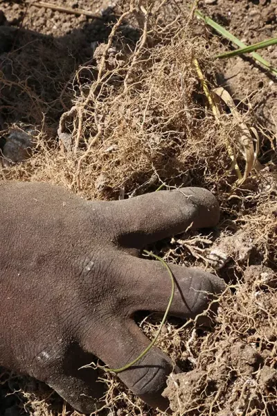 Harvesting vetiver