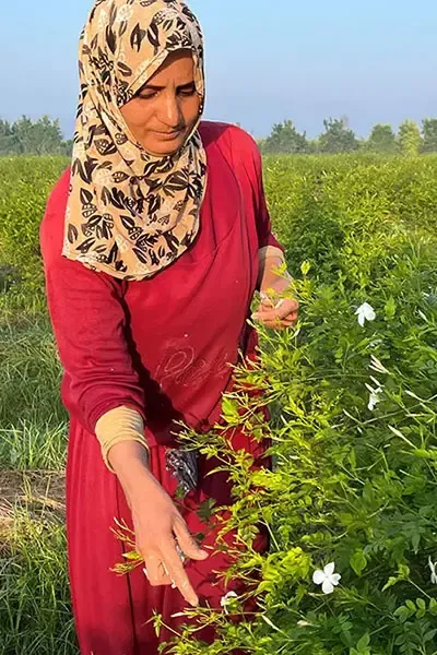 Jasmine harvest