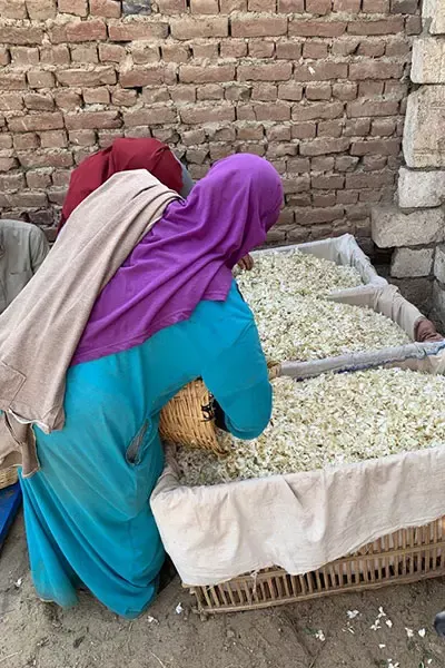 Jasmine harvest