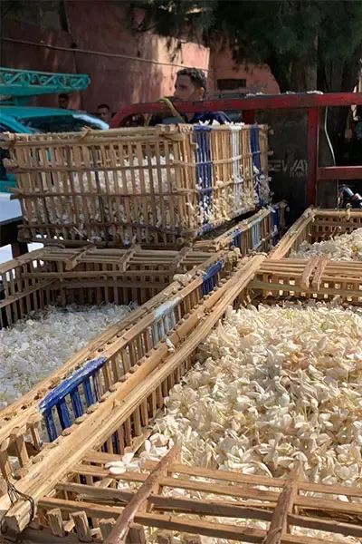 Jasmine harvest